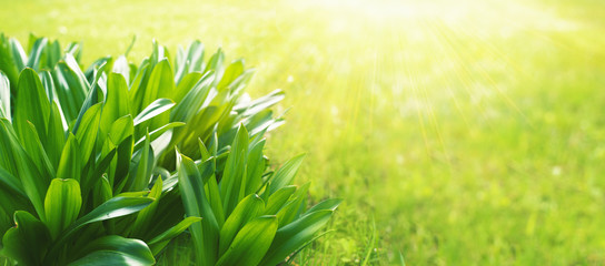 Wall Mural - Green leaves  in rays of light