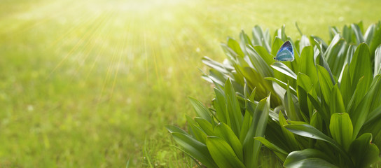 Wall Mural - Green leaves  in rays of light