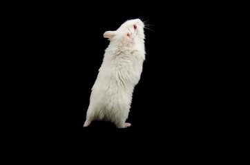 Wall Mural - Albino hamster black back