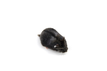 Wall Mural - Campbell hamster white background