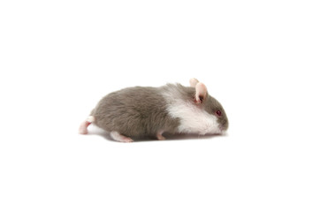 Wall Mural - Campbell hamster white background