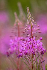 Wall Mural - Fireweed flowers in bloom july