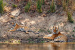 Male tiger with a cub resting at a waterhole in Kanha National Park in India