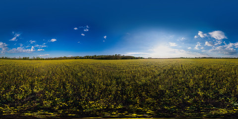 360 panorama of a field with daisies in summer on a sunny day