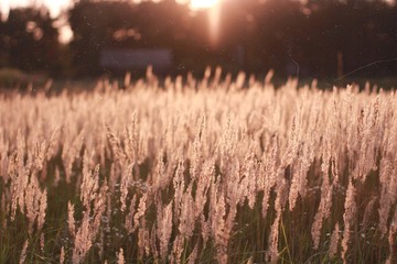 sunset in the field