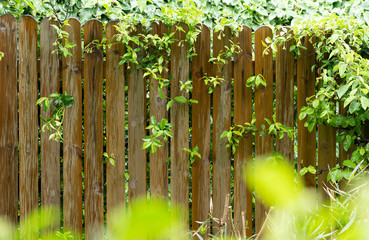 garden with the wooden fence