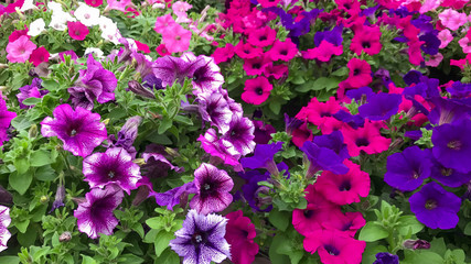 colorful summertime flowers blooming in garden