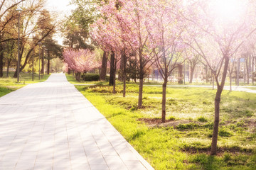 Wall Mural - sunny summer park with trees and green grass