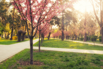 Wall Mural - sunny summer park with trees and green grass