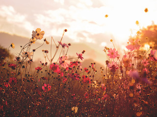 Wall Mural - silhouette pink cosmos flower in the field over sunrise sky