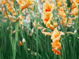 Wall Mural - close up beautiful yellow gladiolus flower field in the garden.