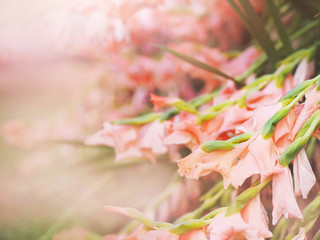 Wall Mural - Close up beautiful pink gladiolus flower field in the garden.