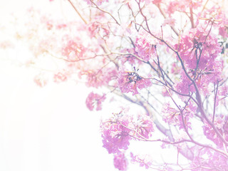 Wall Mural - Pink trumpet flowers with vintage filter effect