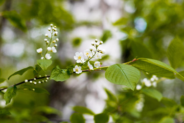 Sticker - Flowering bird cherry branch blurred background