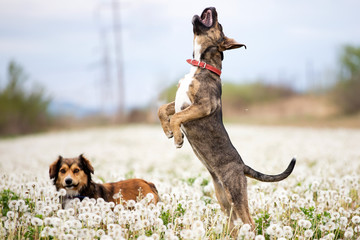 Wall Mural - Dogs in magic dandelion meadow.