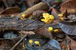 © Gudellaphoto - Tiny yellow mushrooms growing on decaying fallen branch in the woods