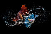 Beautiful Colors"Halfmoon Betta" Capture The Moving Moment On The Water Spreading Beautiful Of Siam Betta Fish In Thailand On Black Background