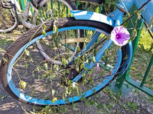 Petunias Have Taken Over An Unused Bicycle In The City Of Hong Kong