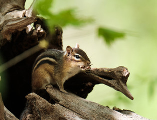 Wall Mural - Chipmunk on a tree