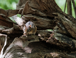 Canvas Print - Chipmunk on a tree