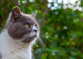 Cute cat,stares worried,bokeh leaves in the background