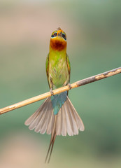 Wall Mural - Blue tailed bee eater with hunt 