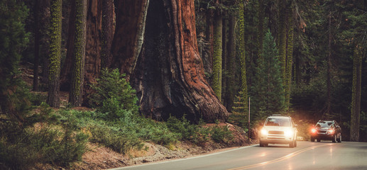 Road In National Park To Explore Enormous Sequoias.