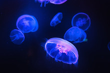 Beautiful Jellyfishes Or Medusa In Blue Neon Light. Dark Aquarium Background.