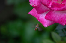 Honey Bee Pollinates Pink Rose Flower Blossom On Green Background. Collecting Nectar From A Flower