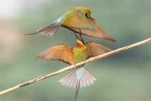 Blue Tailed Bee Eater Fight 