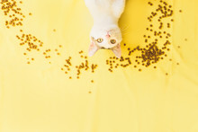The Cat Lies In Feed Balls On A Yellow Background