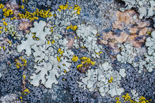 Moss And Lichen Grow On A Stone. Macro. Background Of Lichen Moss Stone.