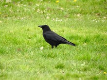 Raven On Grass