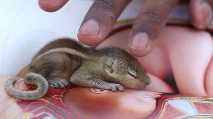 Wall Mural - Cute Baby Squirrel Sleeping on the center of the book and touching on human hand. Little squirrel closed eyes.