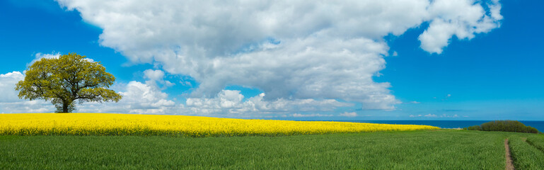 rural panoramic landscape with blooming canola field, a tree and a view to the sea in the background