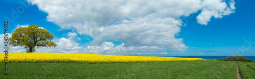 rural panoramic landscape with blooming canola field, a tree and a view to the sea in the background