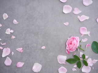 Wall Mural - Pink rose petals on gray background.