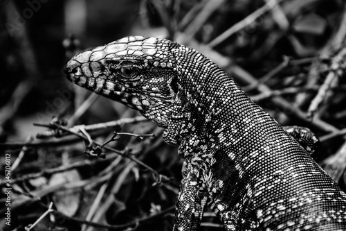 Fotomural Lagarto gigante em retrato de perfil no meio da floresta rasteira