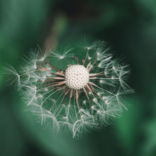Close Up Of A Dandelion