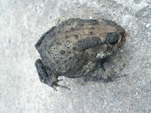 Close-up Of Dead Toad On Rocks