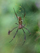 Wielki jadowity pająk w Brazylii
