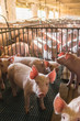 Pig farms in confinement mode