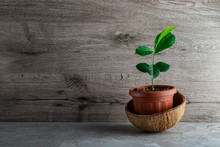 Young Lemon Tree In A Pot In A Coconut Shell On A Tile Background