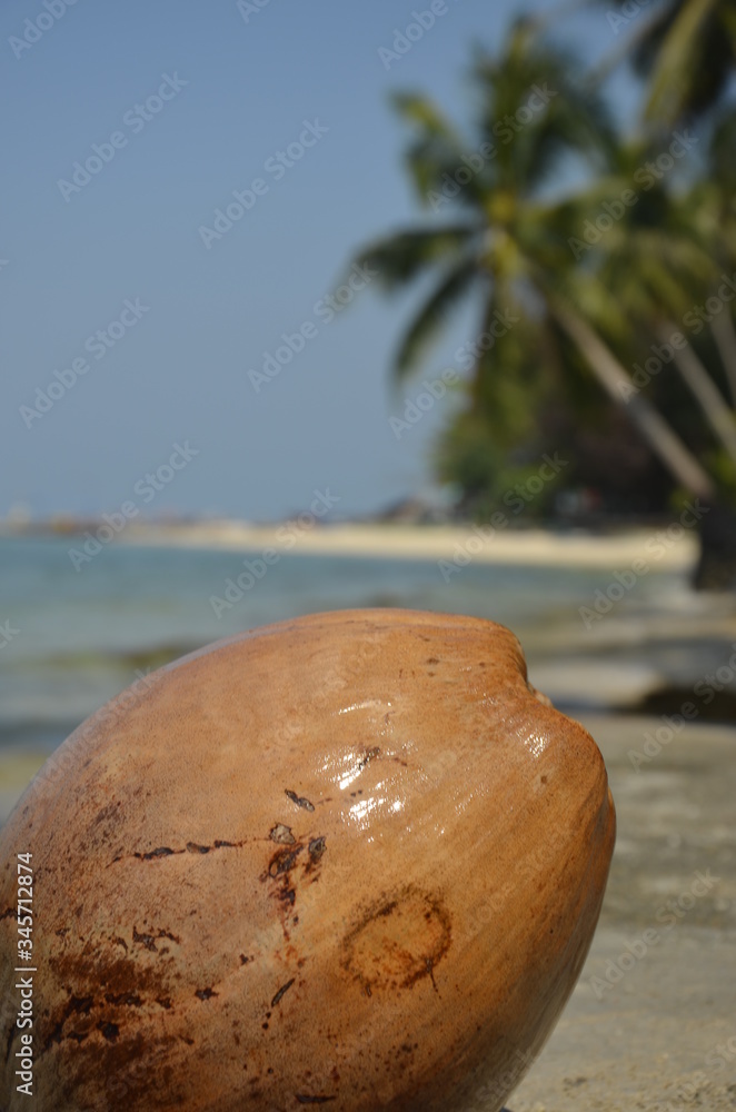 Kokos na rajskiej plaży z palmami kokosowymi i błękitnym morzem. - obrazy, fototapety, plakaty 