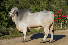 Breeding Of The Brahman Cattle Breed
