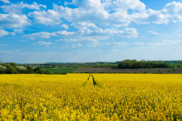 Wall Mural - yellow flowering rapeseed field in sunny weather with blue sky and clouds in the background and with forest in the background