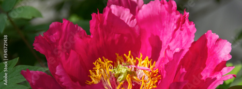 Tree peony (Paeonia suffruticosa) in park.