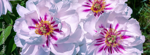 Tree peony (Paeonia suffruticosa) in park.