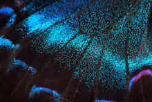 A Macro Photo, A Background Of A Wing Of A Butterfly Papilio Maackii Menetres, The Alpine Black Swallowtail.