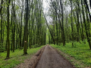 road in the forest